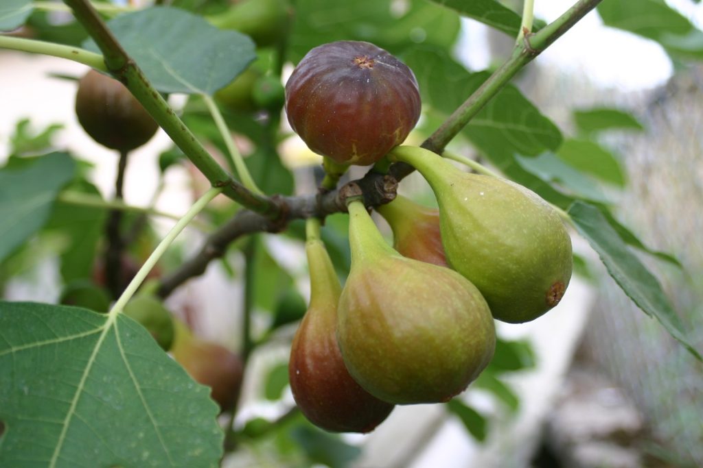 Les dangers de la figue Ce qu'il faut savoir avant d'en consommer